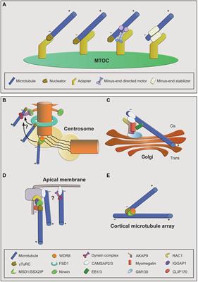 Microtubule Anchoring: Attaching Dynamic Polymers to Cellular Structures